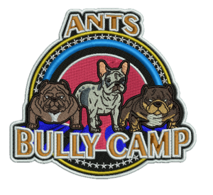 Bully Camp2